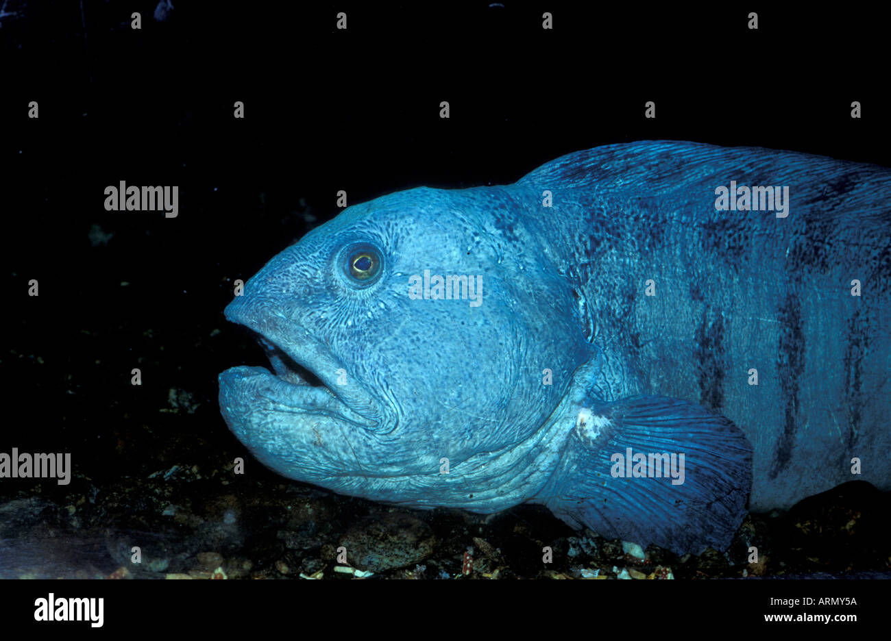 Atlántico, wolffish wolffish, pez gato, bagre (Anarhichas lupus), Noruega Hordaland, Bergen. Foto de stock