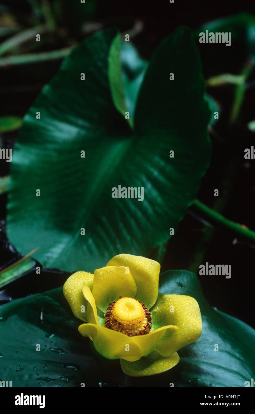 Indian Pond Lily, nenúfar amarillo. Spatterdock, Wakas (Nuphar polysapal), British Columbia, Canadá. Foto de stock