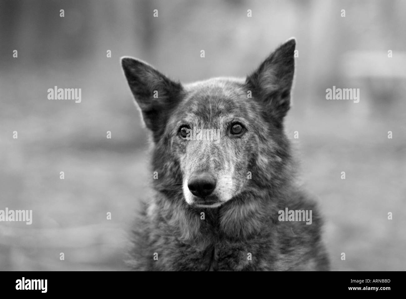 Mutt adultos perro mirando alerta con oídos perros Foto de stock