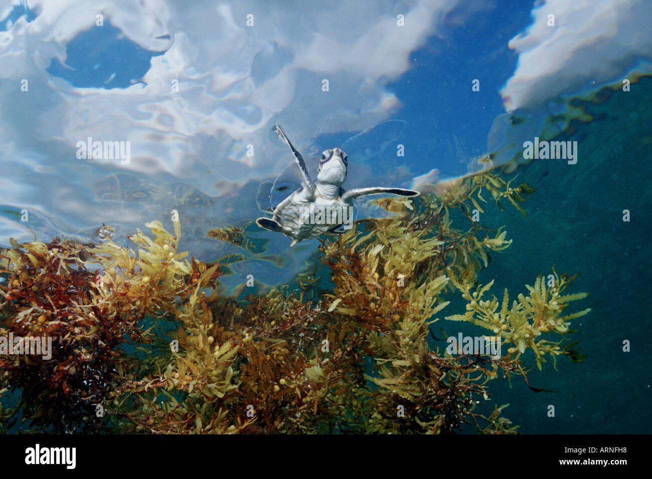 Depredadores de tortugas marinas verdes fotografías e imágenes de alta