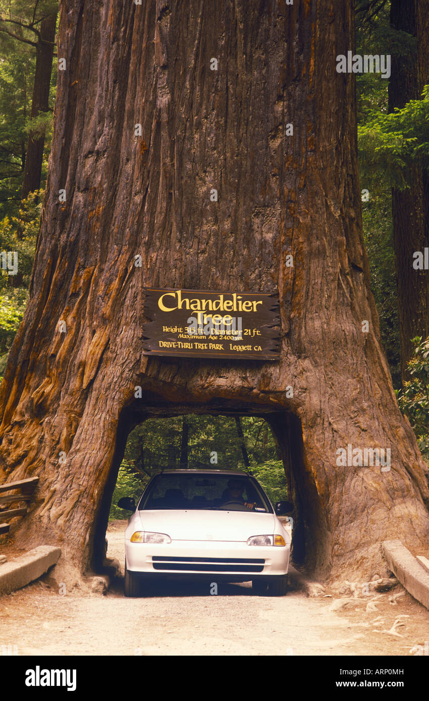 Sequoia national park california cars fotografías e imágenes de alta ...