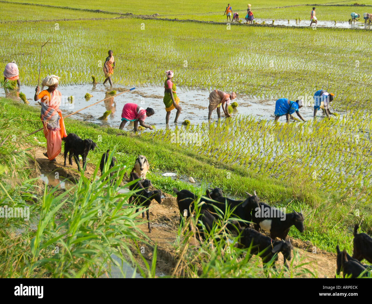 Una escena rural en el sur de la India con mujeres plantando arroz en un campo de arroz y un pastor de cabras de pastoreo Foto de stock