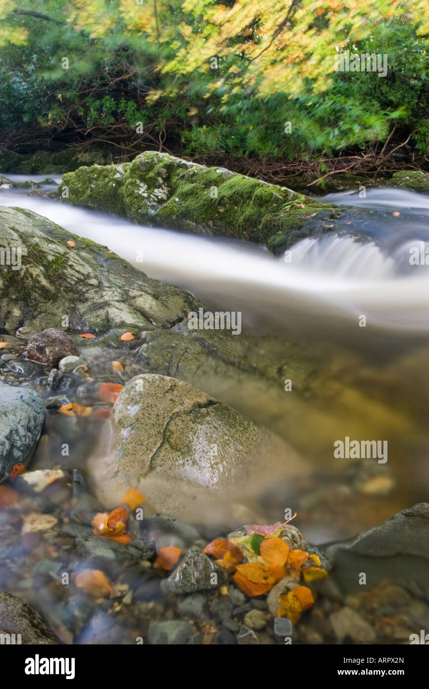 River en el Parque Forestal de Tullymore Foto de stock
