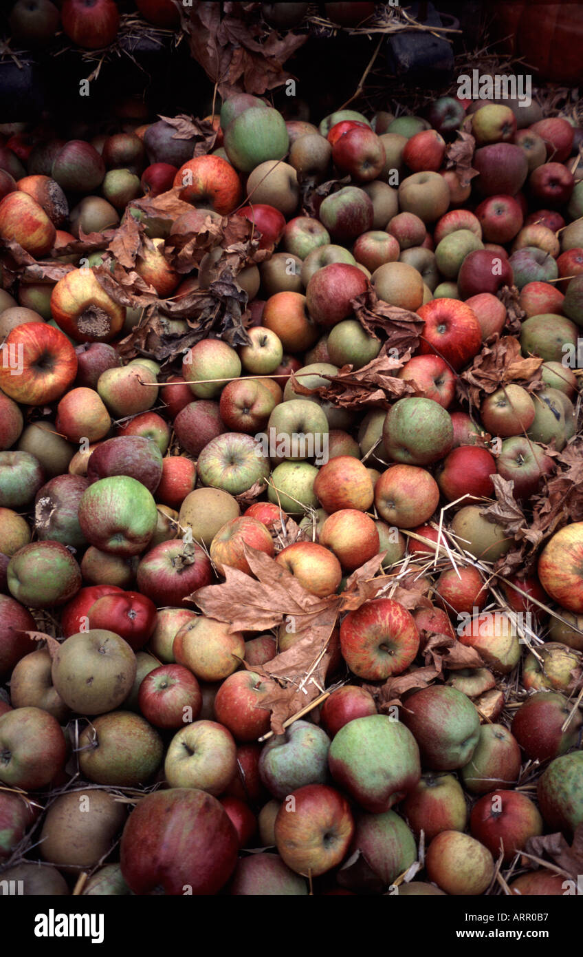Montón de manzanas mezclados en una cosecha mostrar Kew Gardens Surrey, Inglaterra Foto de stock