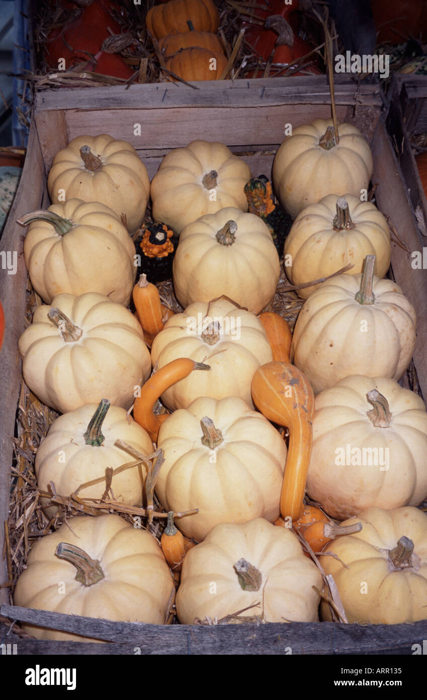 Las calabazas y las calabazas de color naranja pálido muestra en una caja como parte de la cosecha mostrar Kew Gardens Surrey, Inglaterra Foto de stock