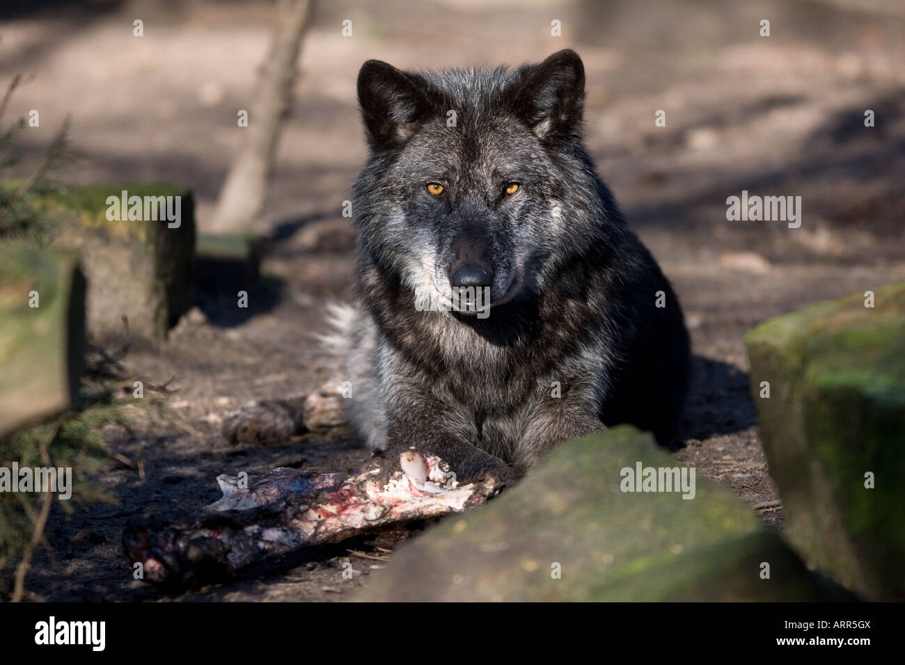 Lobo de grandes llanuras fotografías e imágenes de alta resolución - Alamy