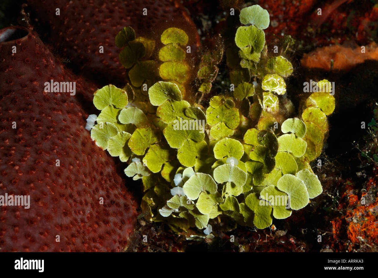 Impuro infancia Diez años Nr0666D. algas verdes, probablemente las pequeñas hojas de vid, Halimeda  goreaui colgantes. Belice Mar Caribe. Foto Copyright Brandon Cole  Fotografía de stock - Alamy