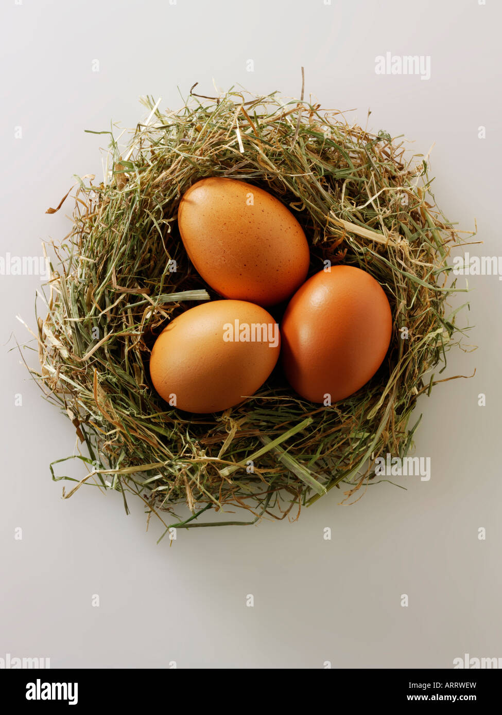 Burford huevos de pollo orgánico marrón sobre un fondo blanco. Foto de stock