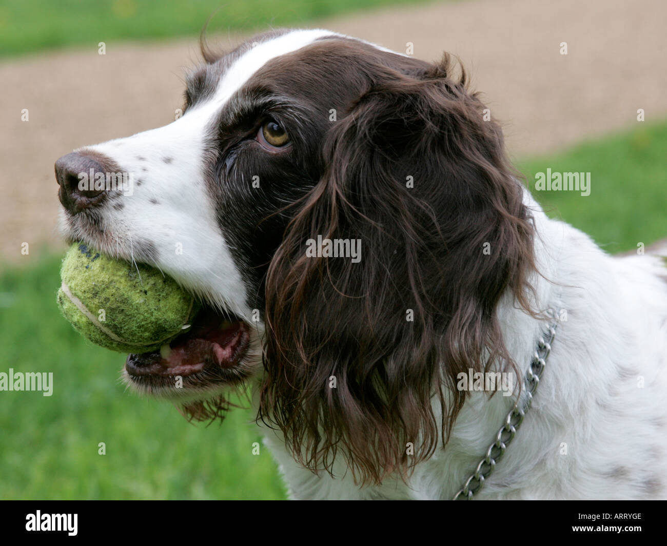 Springer Spaniel Inglés sosteniendo una pelota de tenis en su boca  Fotografía de stock - Alamy