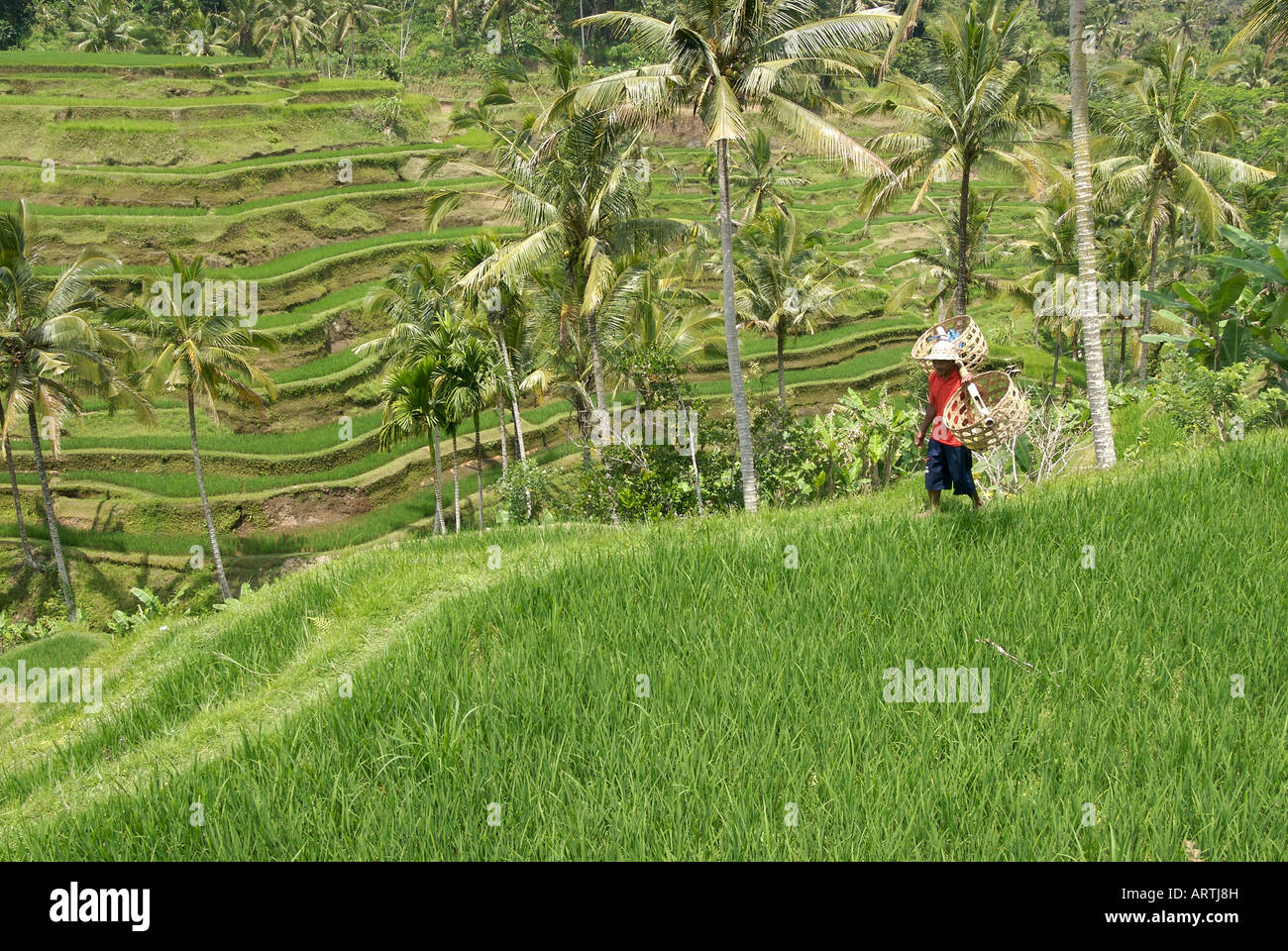 Un granjero lleva cestas de arroz a través de campos de arroz en terrazas, cerca de la ciudad de Ubud, Bali, Indonesia Foto de stock