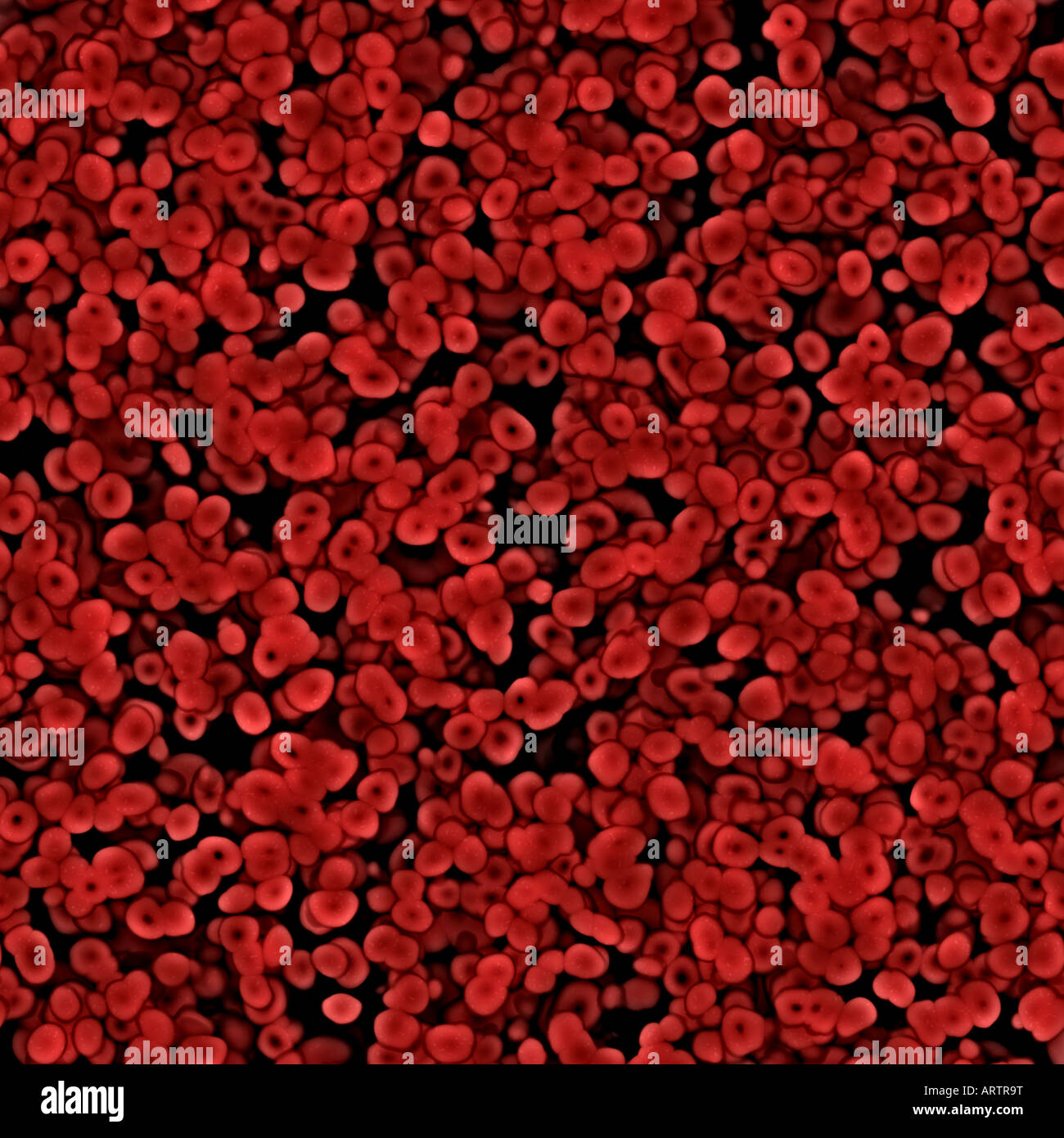 Imagen fluida lotes de glóbulos rojos bajo el microscopio. Foto de stock