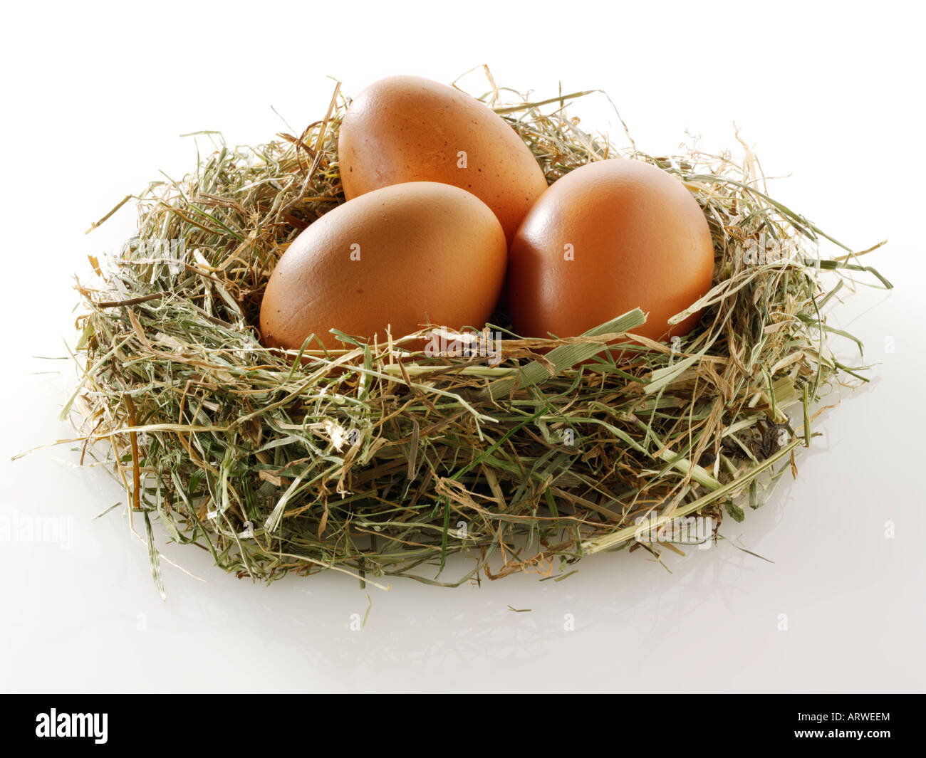 Burford huevos de gallina marrón sobre un fondo blanco. Foto de stock