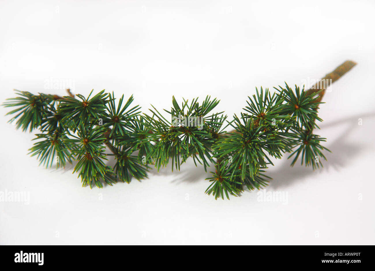 Rama de pino (agujas de pino) en primer plano Foto de stock