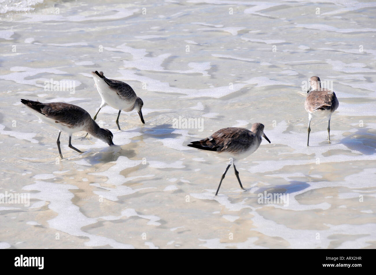 Willet Catoptrophorus semipalmatus Agua Florida shore bird buscar comida Foto de stock