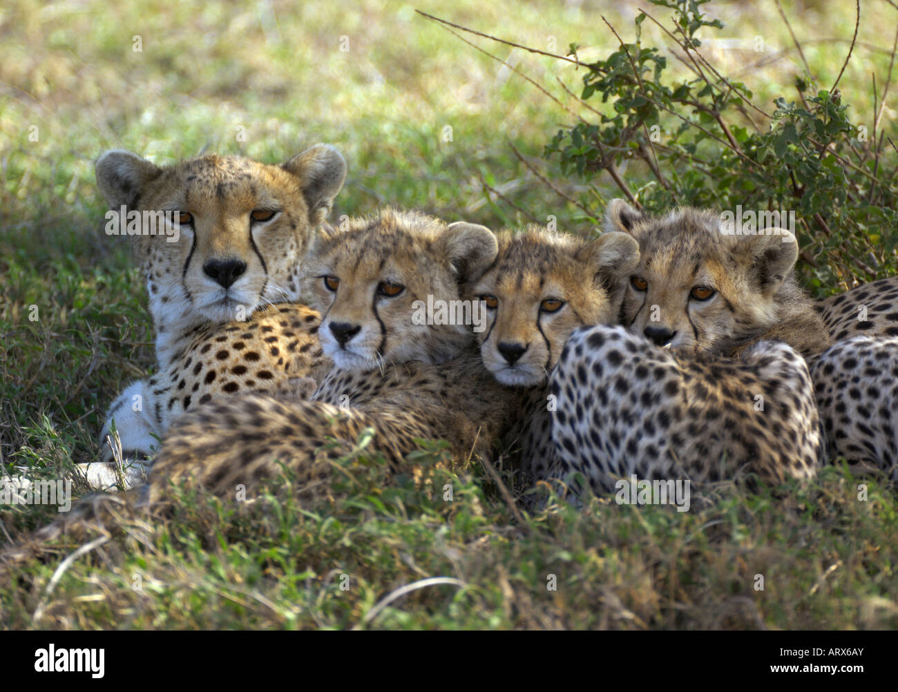 Cheetah madre con cub's, Serengeti, Tanzania Foto de stock
