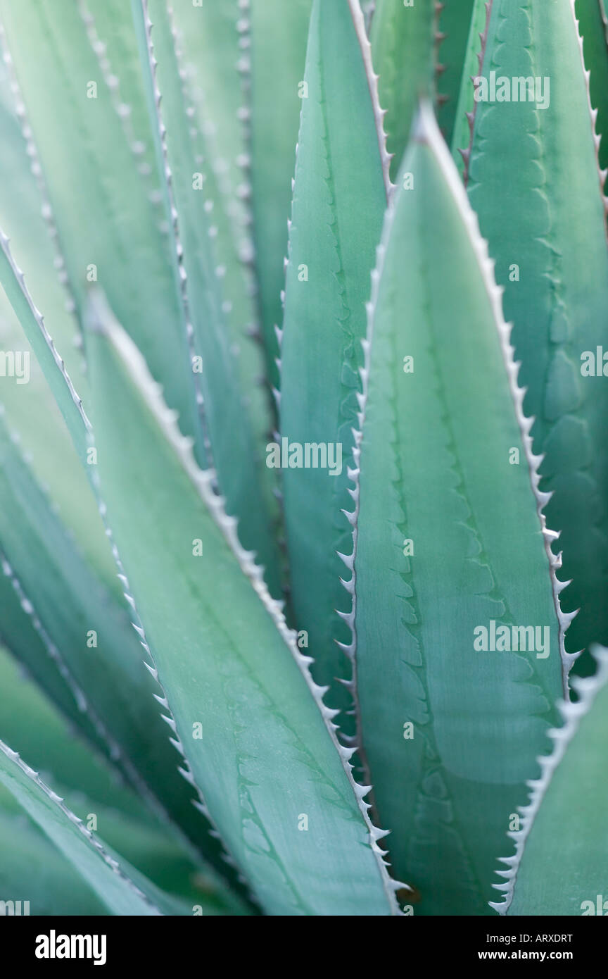 Suculentas cactus Desert Plant Foto de stock