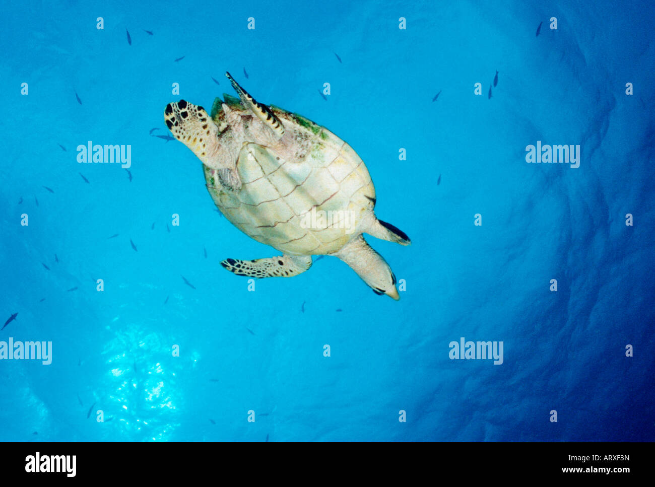 La tortuga verde Chelonia mydas Mar Caribe Islas Vírgenes Británicas Foto de stock