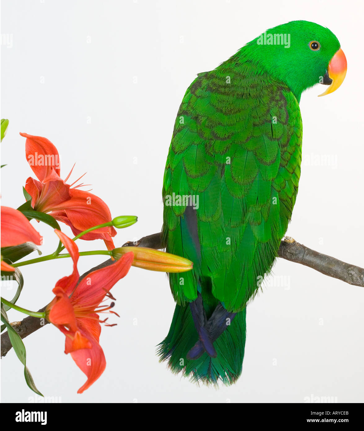 Green pájaro posado con flores. Foto de stock