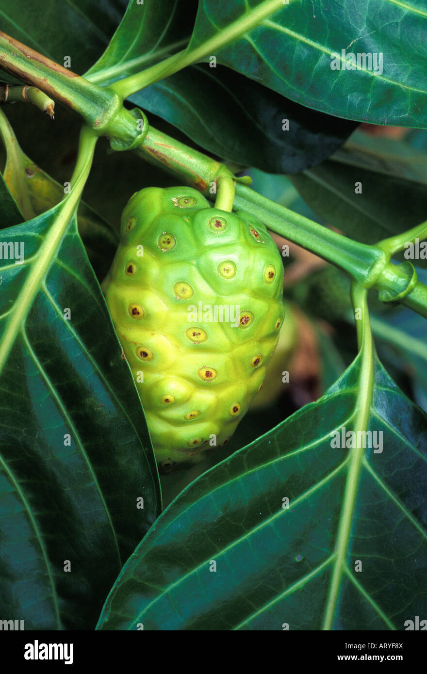 La fruta del noni, una planta medicinal nativa, aún conectado al árbol