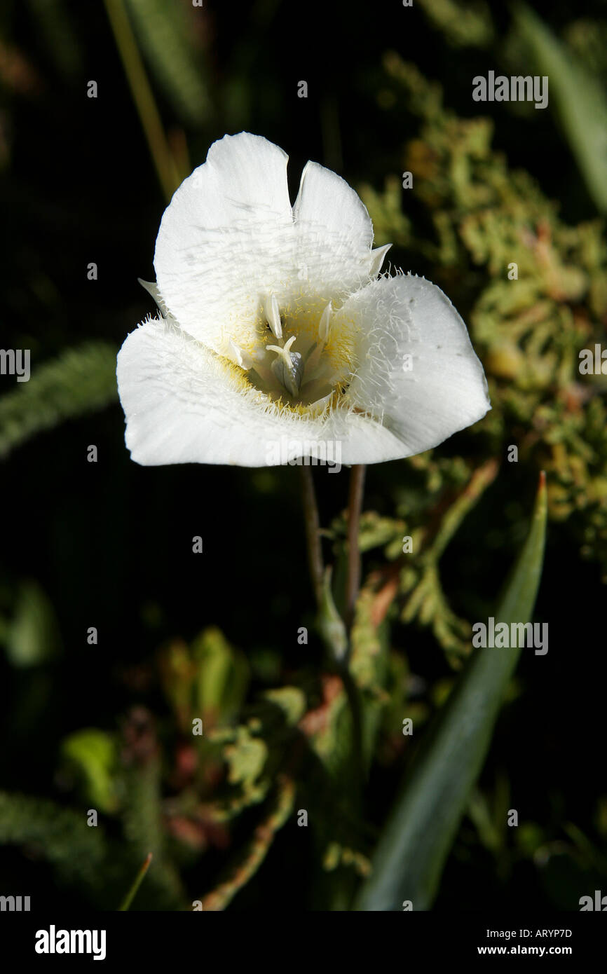 Tres manchas de Mariposa Lily Flores de verano en Alberta Foto de stock