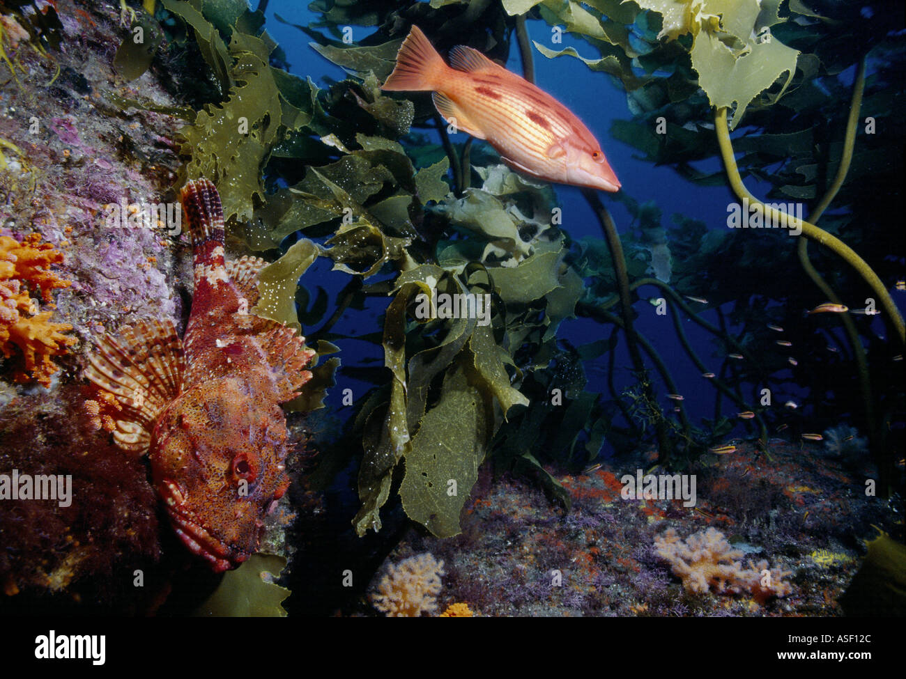 Submarino de arrecifes rocosos con 3 especies de peces de coral blando cocinera de 12 metros de profundidad 40 pies White Island Nueva Zelanda Foto de stock