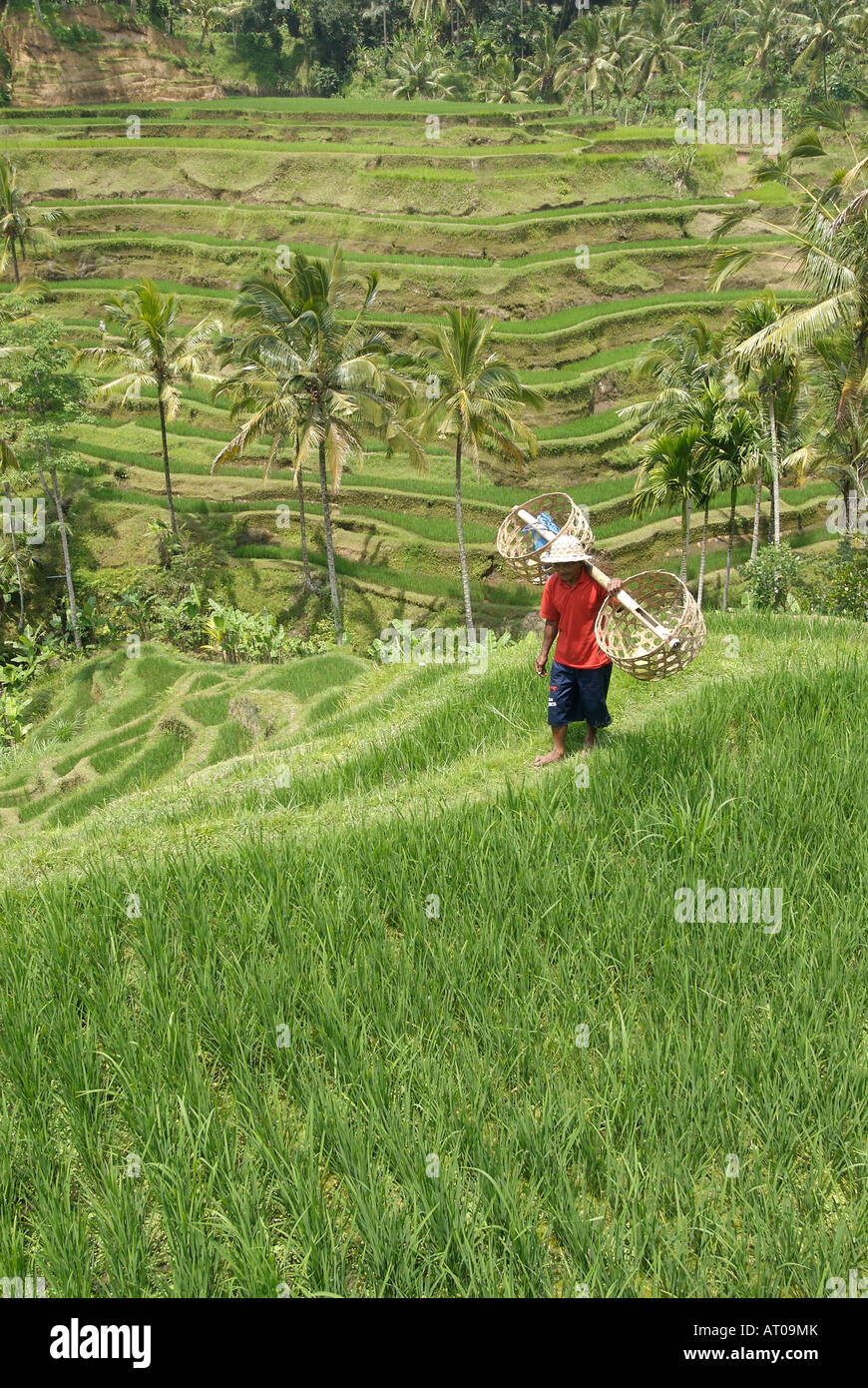Un granjero lleva cestas de arroz a través de campos de arroz en terrazas, cerca de la ciudad de Ubud, Bali, Indonesia Foto de stock