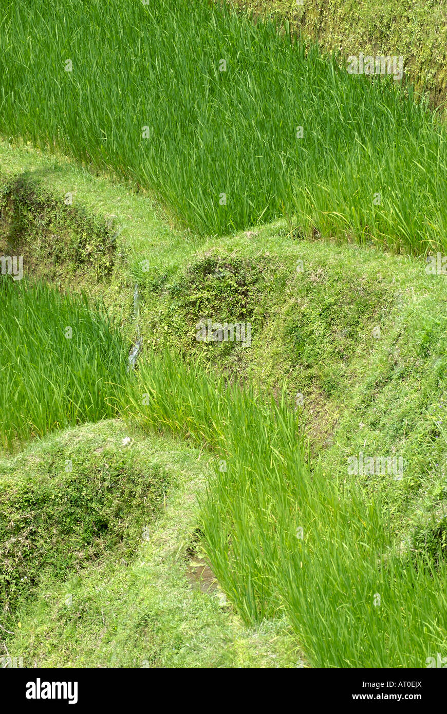 Dramáticamente los campos de arroz en terrazas, cerca de la ciudad de Ubud en la isla indonesia de Bali. Foto de stock