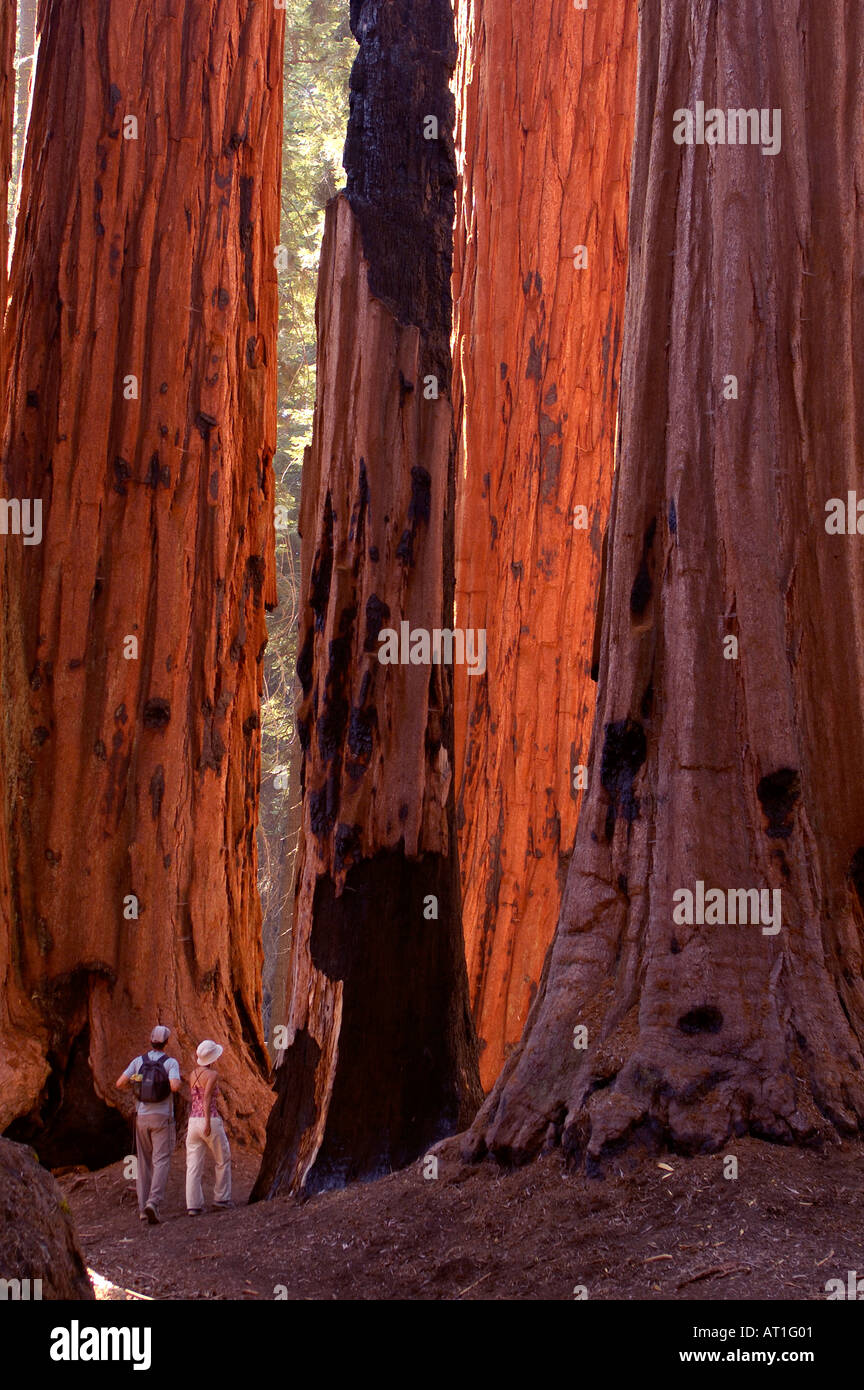 Los excursionistas en el Parque Nacional de las secuoyas, California, EE.UU. Foto de stock