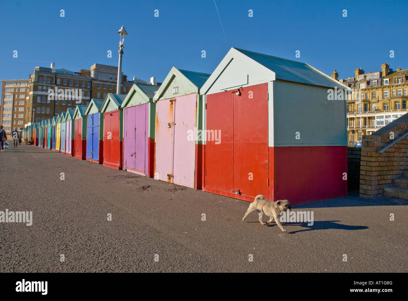 Un perro pequeño trots pasado una hilera de cabañas de playa, junto al Paseo Marítimo, Hove, cerca de Brighton, Inglaterra Foto de stock