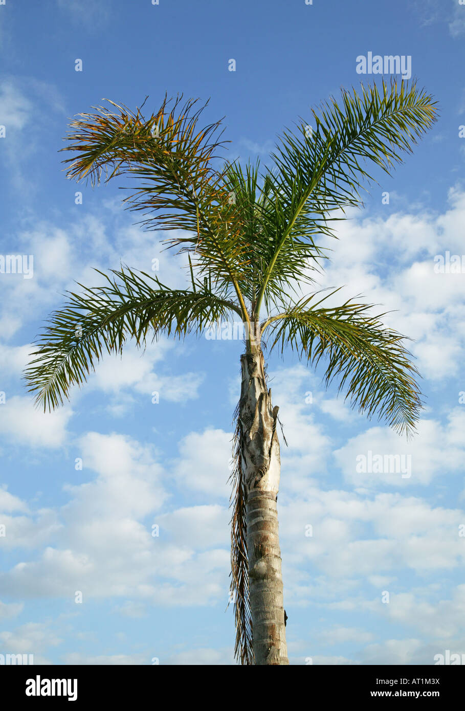 Una palmera bajo un cielo azul Foto de stock