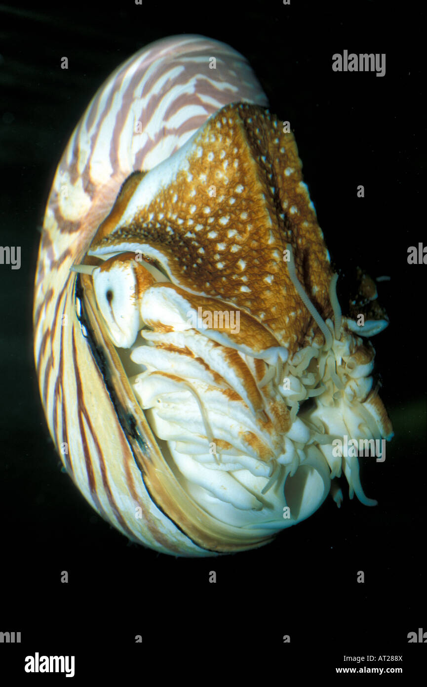 Nautilus Pompilio, fósil viviente mollusca Foto de stock