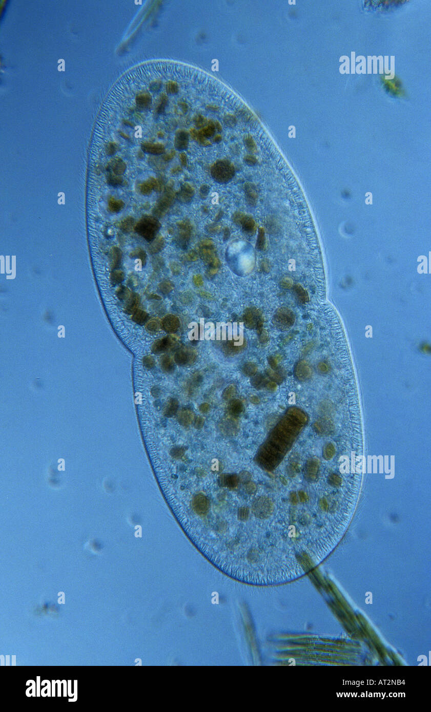 La división celular de protozoarios Ciliata Bipartition microscopia óptica Foto de stock