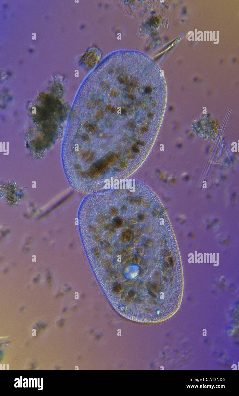 La división celular de protozoarios Ciliata Bipartition microscopia óptica Foto de stock