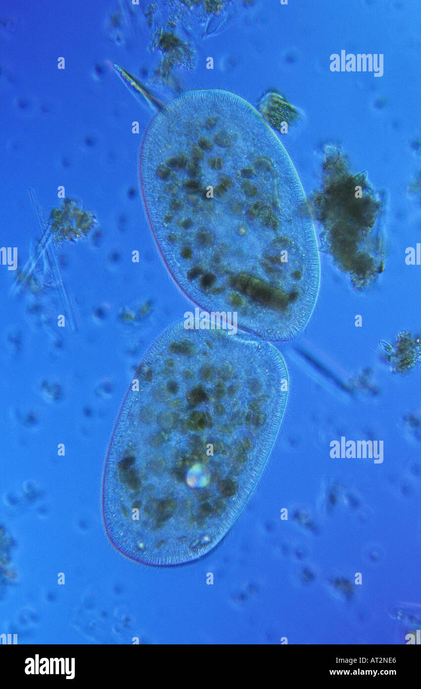 La división celular de protozoarios Ciliata Bipartition microscopia óptica Foto de stock