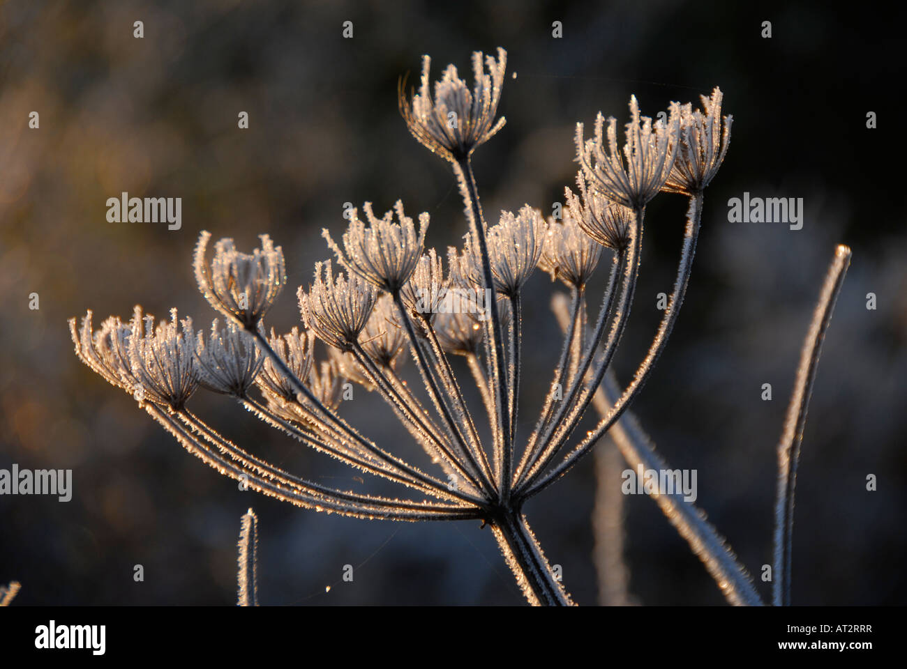 Cabezas de semillas de flores silvestres en frost imagen gráfica Foto de stock