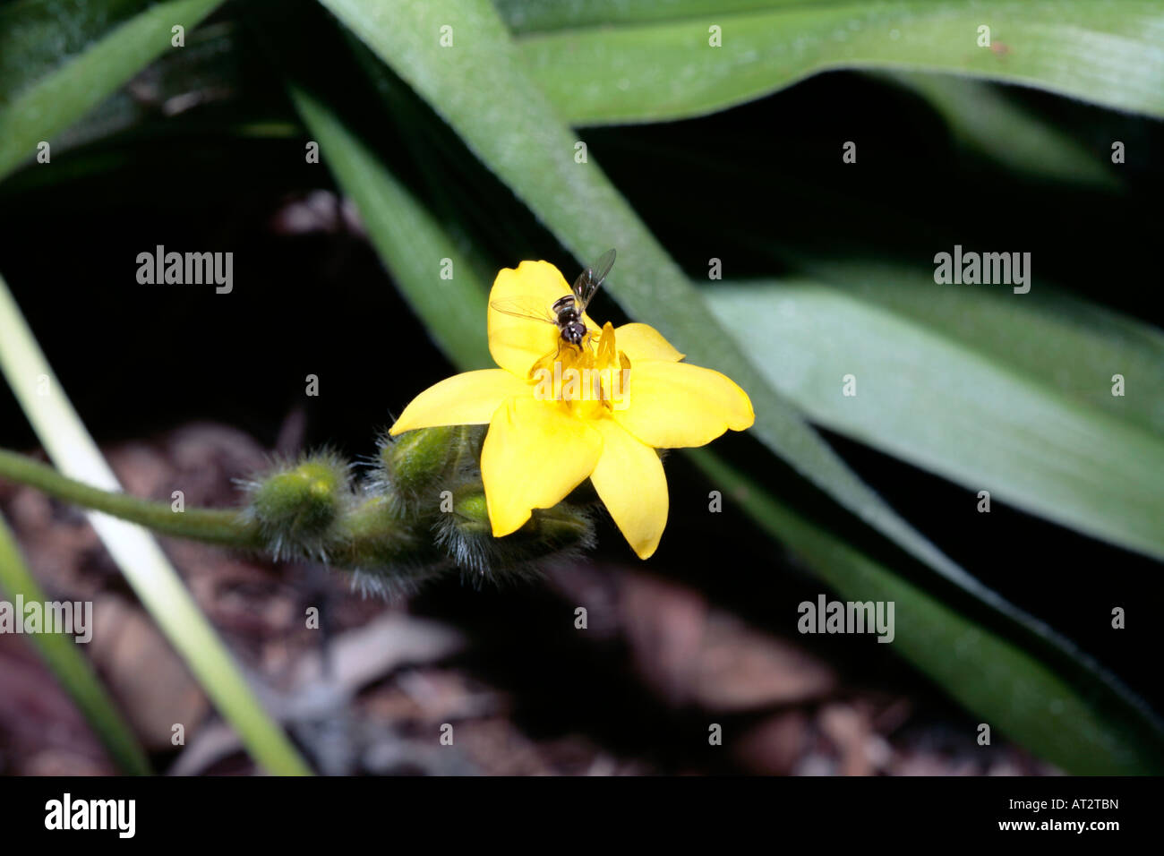 Hover volar recogiendo polen de pasto estrella flor- Hypoxis longifolia-familia Amaryllidaceae. Foto de stock