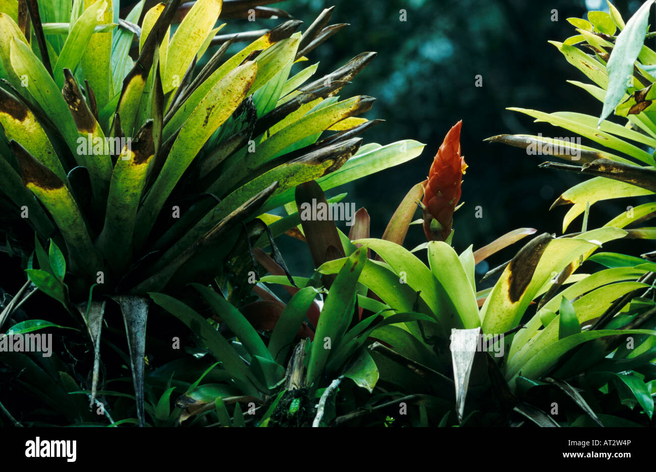Subproducto sed por no mencionar Bromeliad flowers fotografías e imágenes de alta resolución - Página 12 -  Alamy