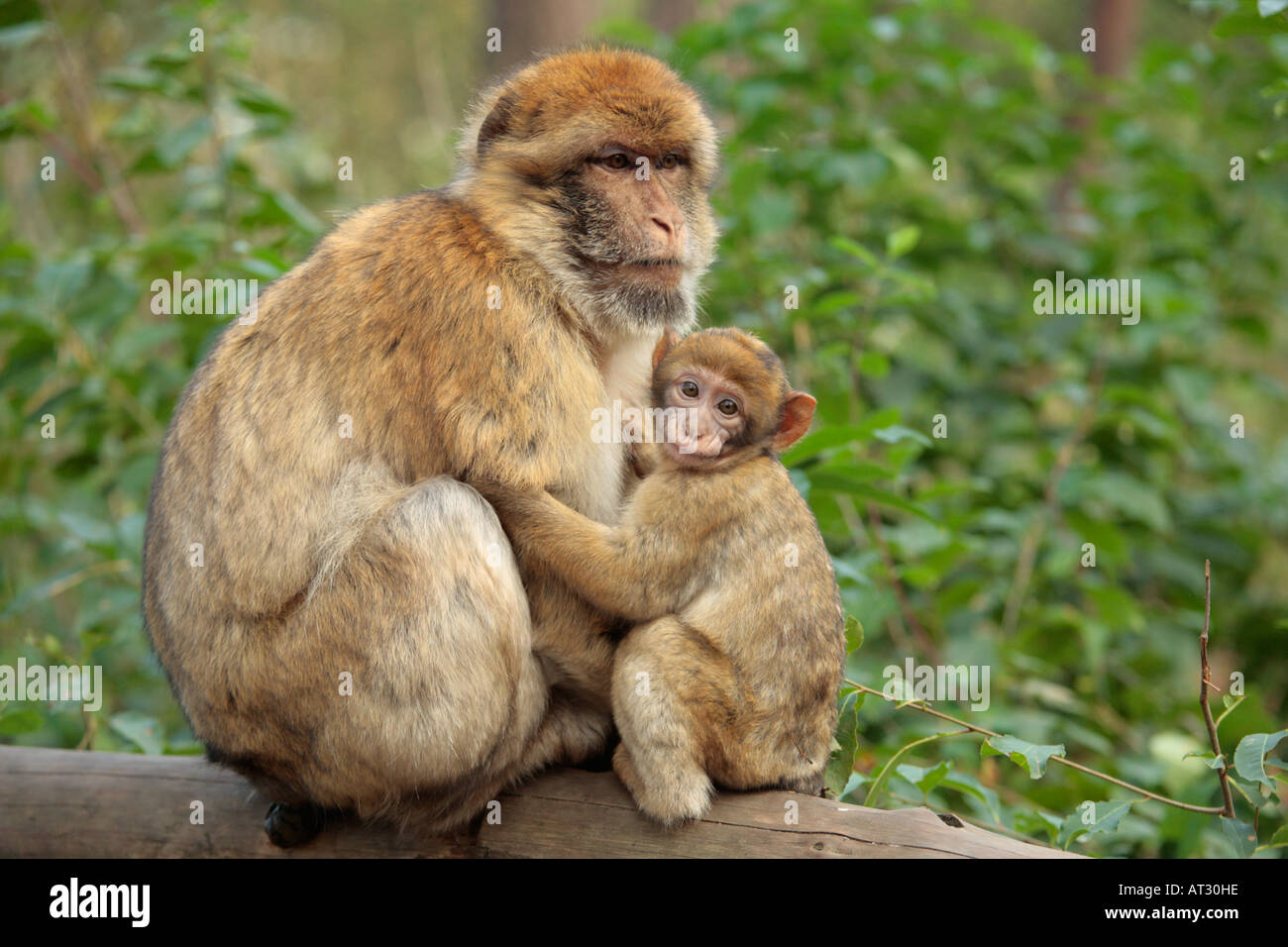 Un simio barbary con un niño Foto de stock