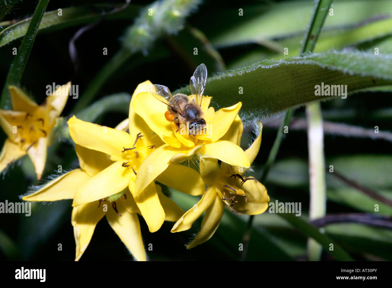 Peludo pasto Estrella y miel de abeja -Hypoxis rooperi y Apis mellifera Foto de stock