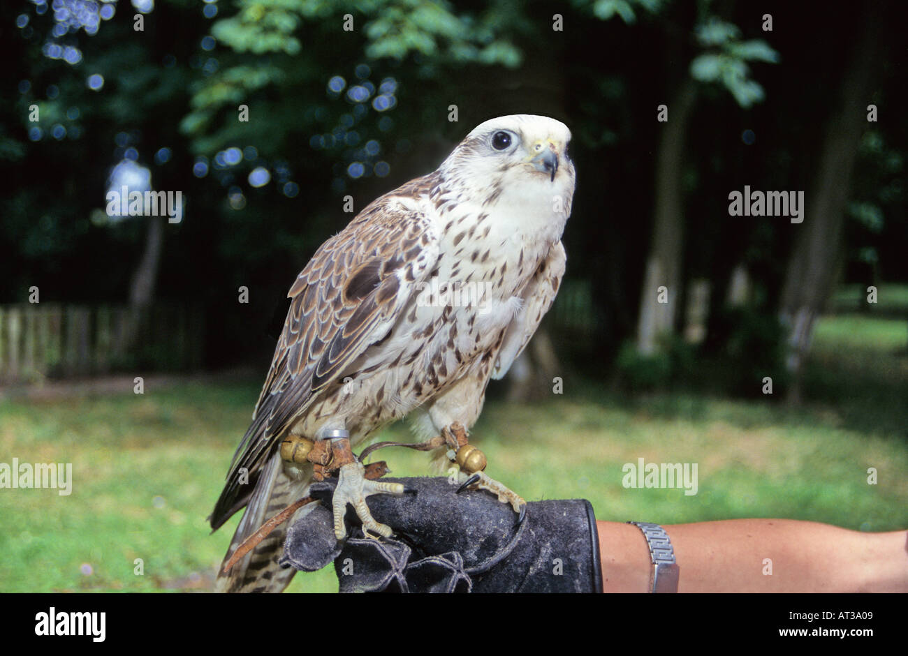 El halcón sacre (Falco cherrug) Altai Falcon en el puño. Foto de stock