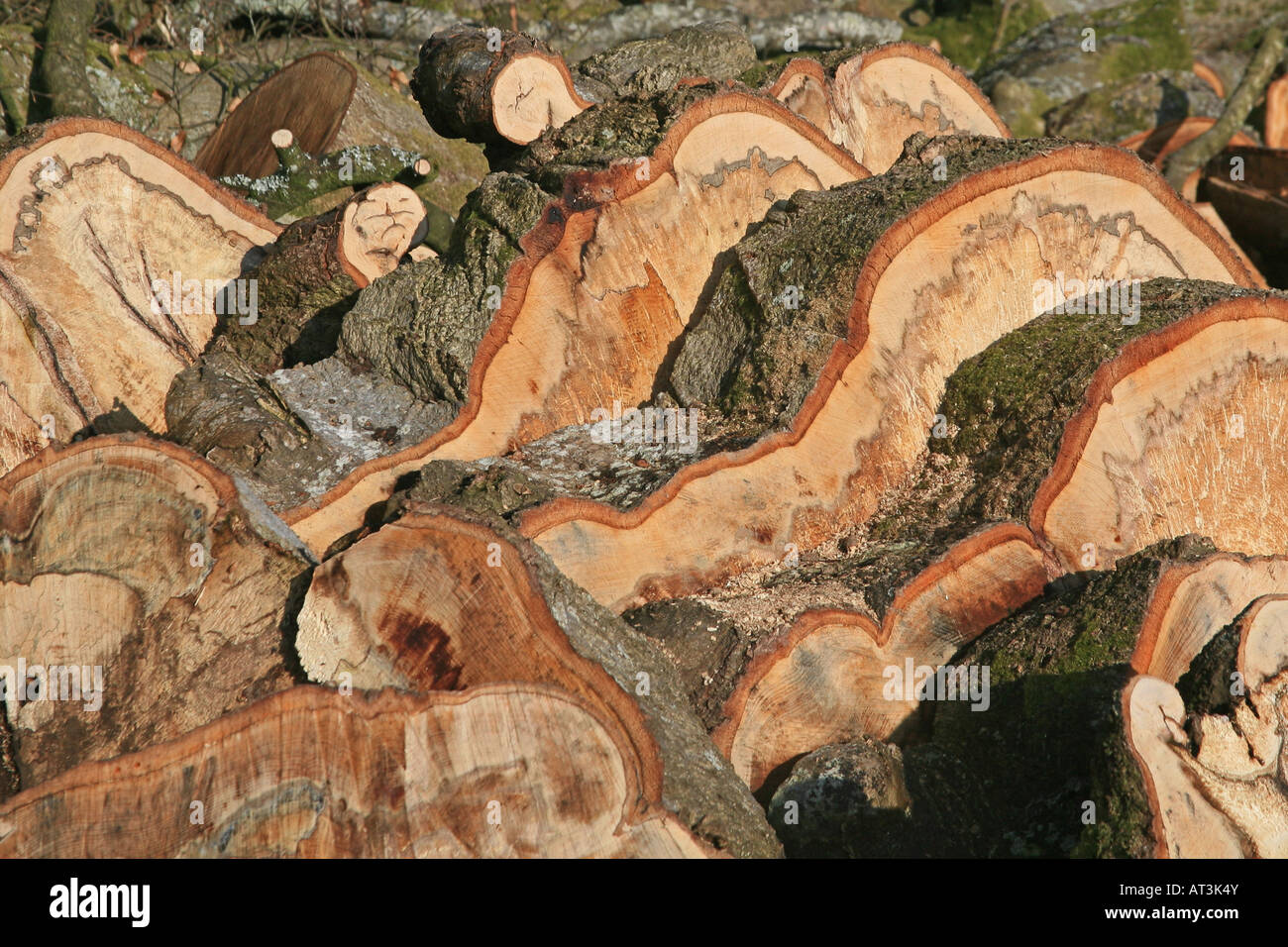 Restos de tala de árboles de haya cortada en secciones de registro, Exmoor National Park, Somerset, Reino Unido Foto de stock
