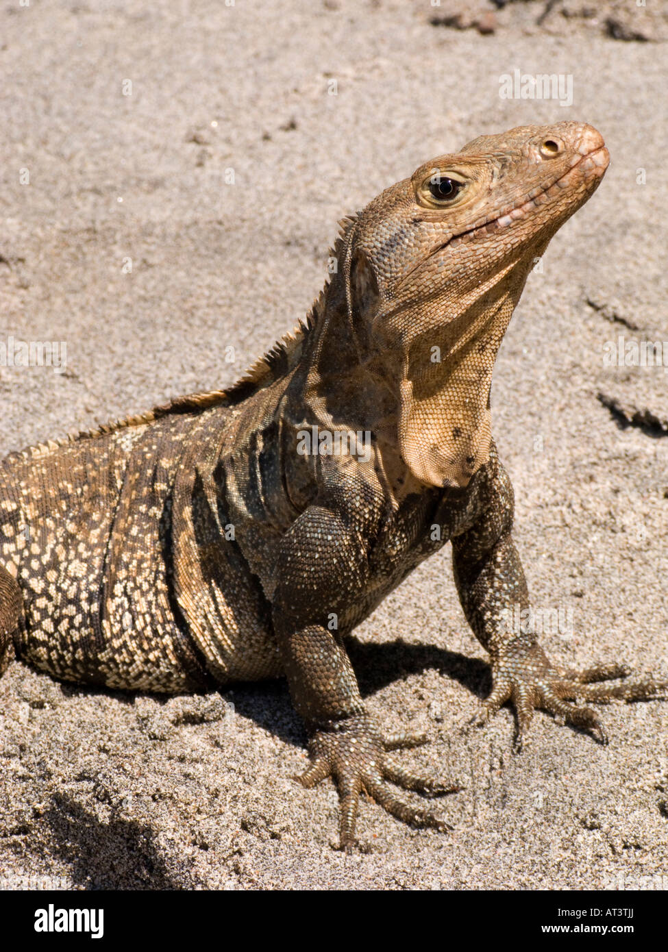Costa Rica Quepos Manuel Antonio Playa Gemelas iguana negra grande en