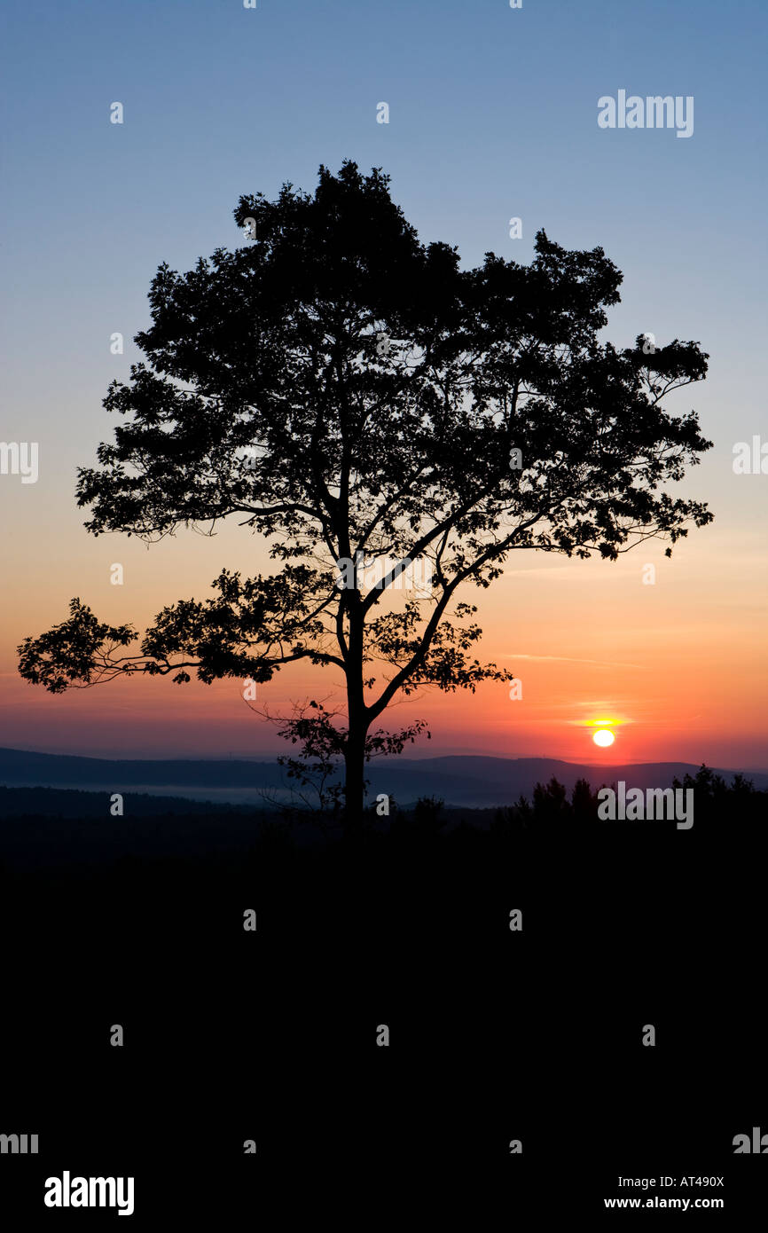 Un árbol de roble en silueta al amanecer sobre Wilson Hill en Deering, New Hampshire. Sociedad para la protección de los bosques de New Hampshire Foto de stock