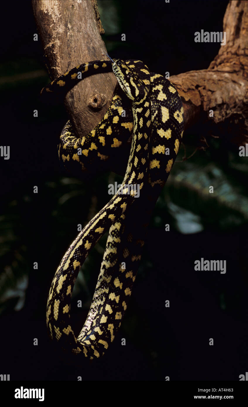 La serpiente Pitón alfombra Morelia spilotes variegata en Australia y Nueva Guinea Foto de stock