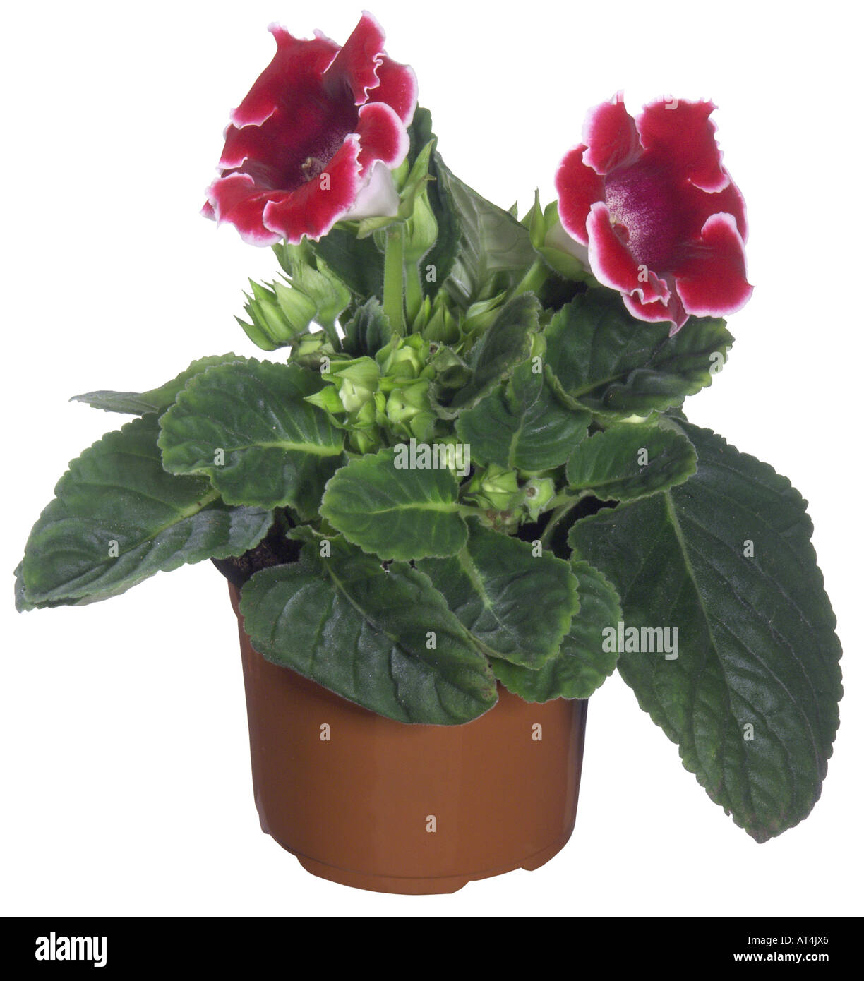 Sinningia speciosa-híbrido (Sinningia speciosa-Hybride), macetas con  plantas, flores de color rojo con margen blanco Fotografía de stock - Alamy