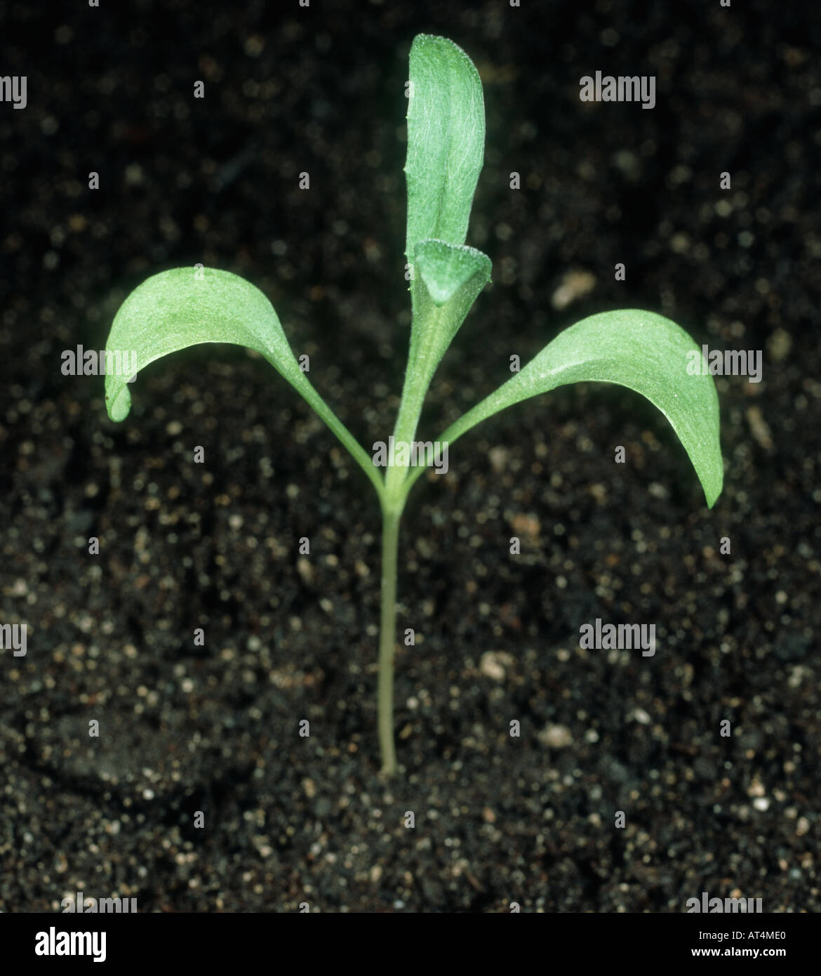Aciano Centaurea cyanus plántula con cotiledones y primeras hojas verdaderas Foto de stock
