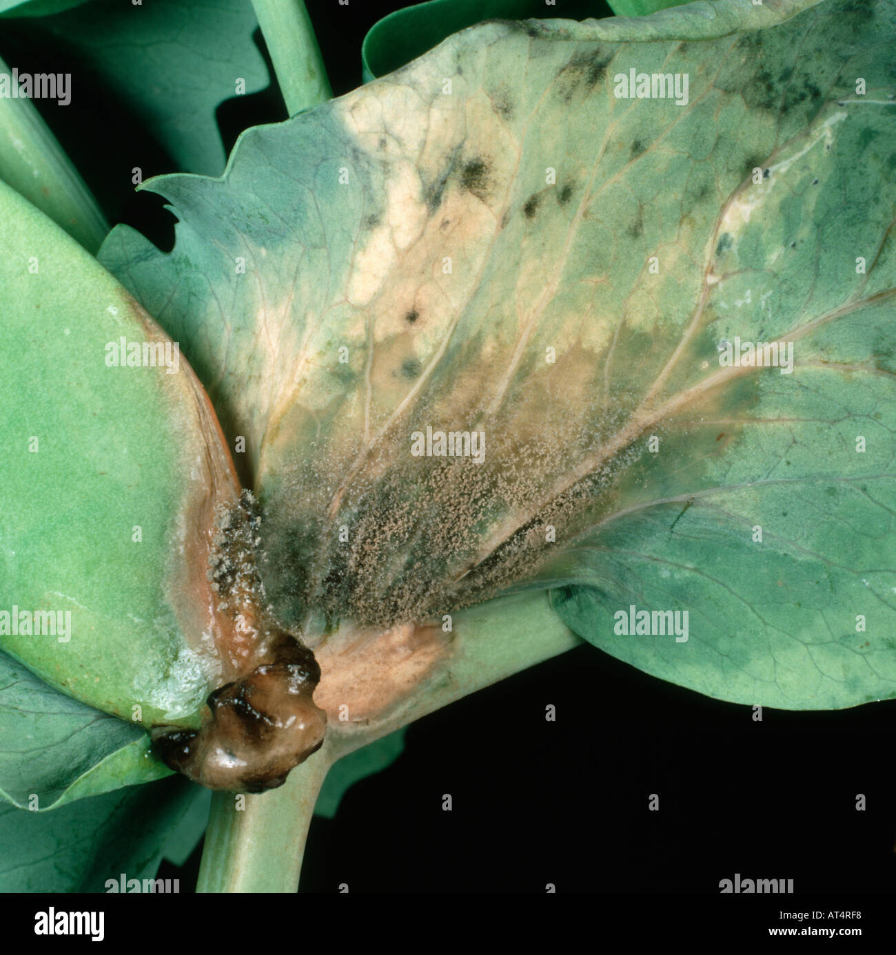 El moho gris Botrytis cinerea infección en un guisante leaf Foto de stock