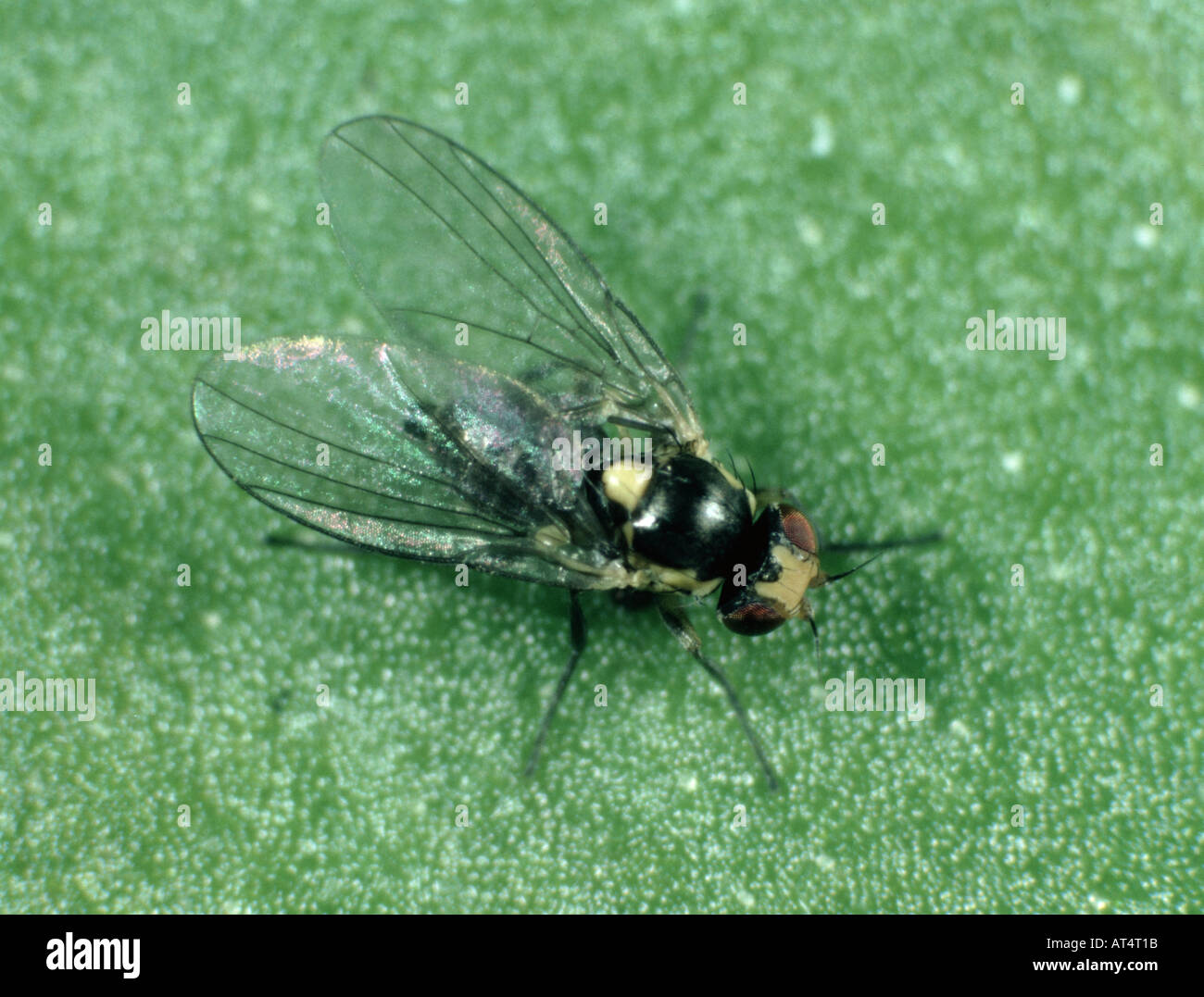 Mosca de adulto Liriomyza trifolii, leafminer americano serpentina Foto de stock