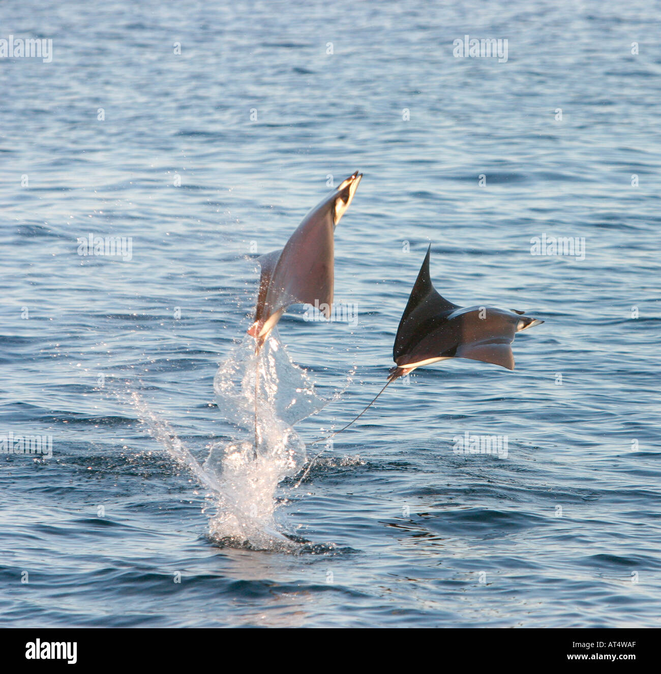 Par de flying Mobula Mar de Cortez México Foto de stock