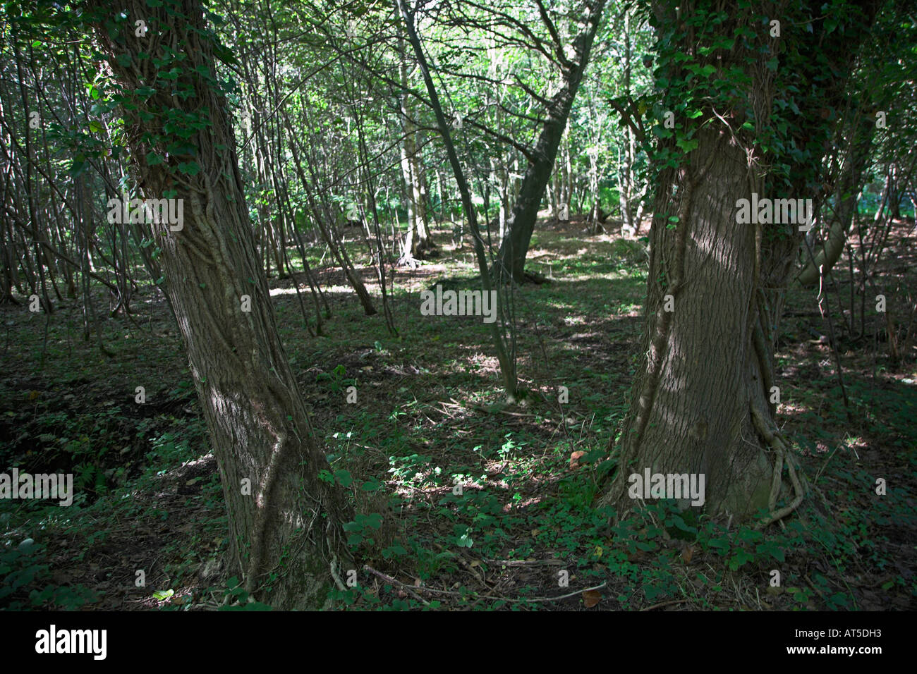 Sotos Inglés con parches de bosques caducifolios de la luz solar que